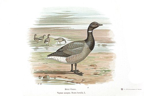 Bernache cravant