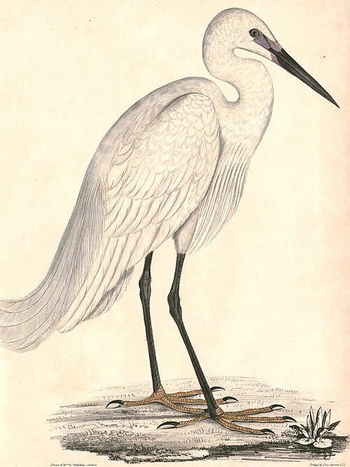 Aigrette garzette