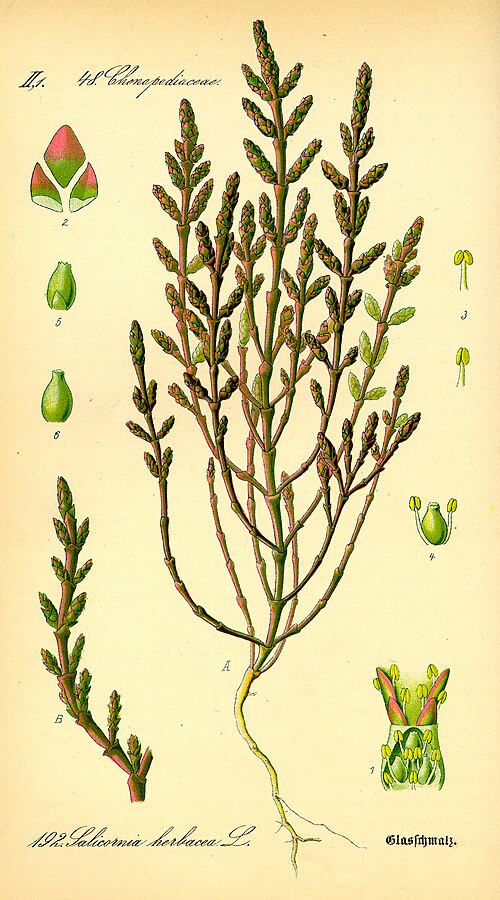 Salicorne