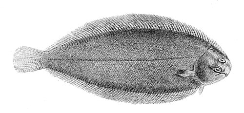 Sole commune